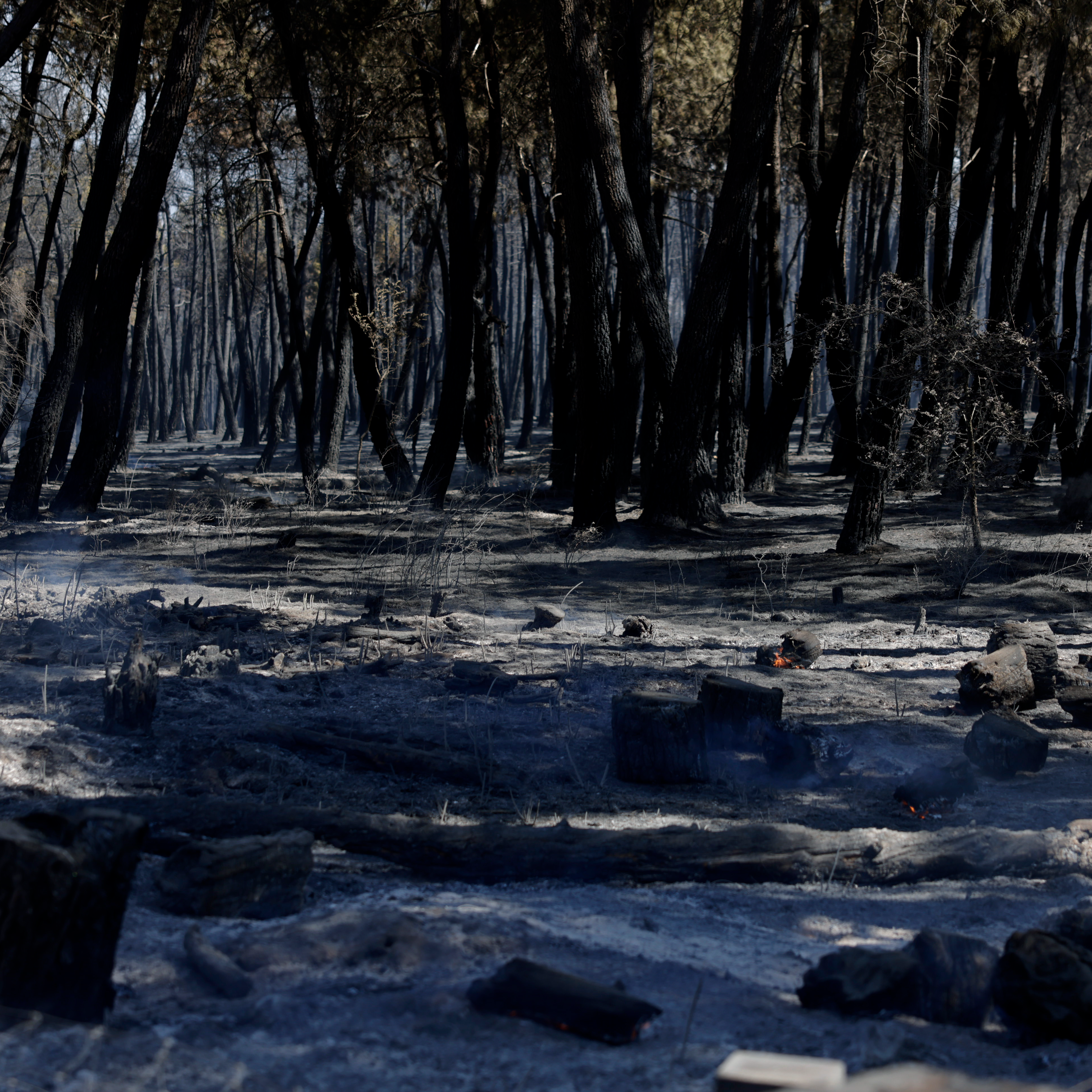 Entrevista a Jaime Sánchez, miembro de Ecologistas en Acción y residente en Madarcos, habla sobre la flora y fauna de la zona afectada por el incendio de Lozoyuela, en Madrid.