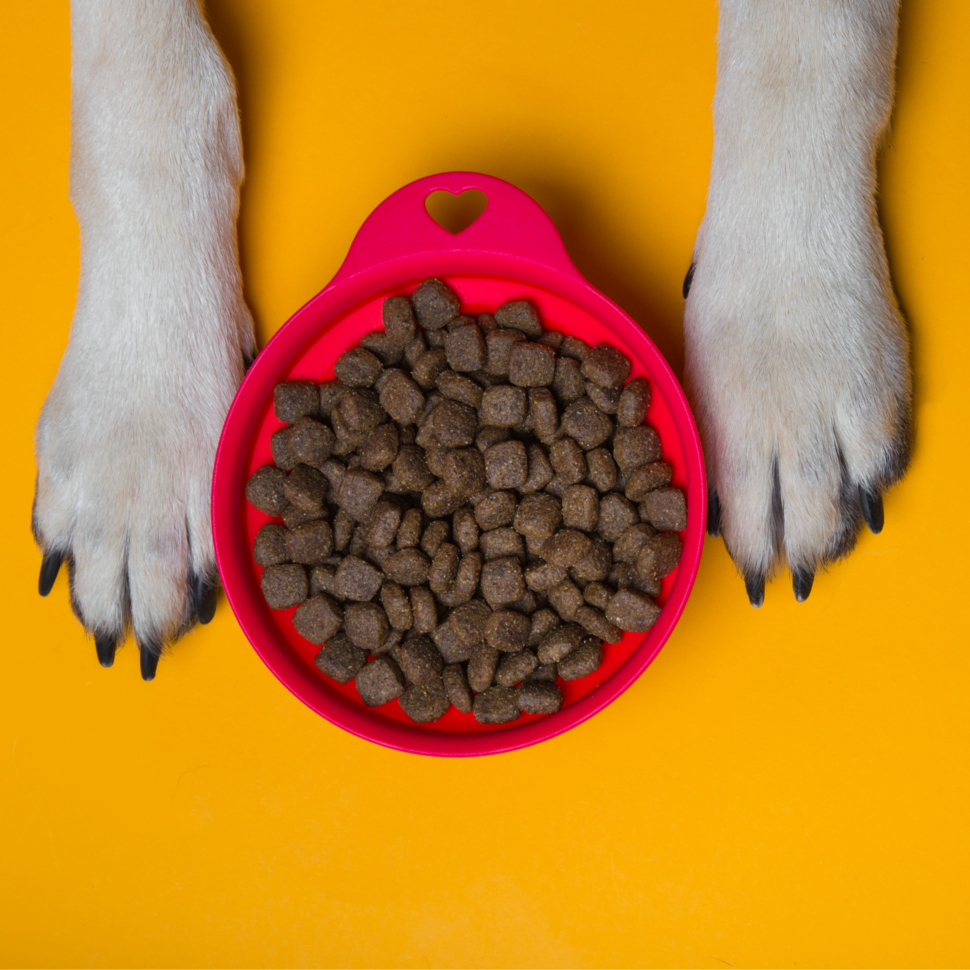 Las claves para elegir el mejor pienso para perros y gatos con Marina Sánchez y Damián Pardo de Q Animals