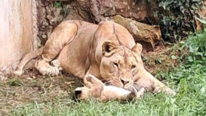 Cabárceno refuerza su vallado perimetral para cumplir con la normativa que busca evitar fugas, la más llamativa se produjo un año después de su apertura. La leona Petra, estuvo cuatro días fuera del Parque y fue capturada gracias a que su propietari episode artwork