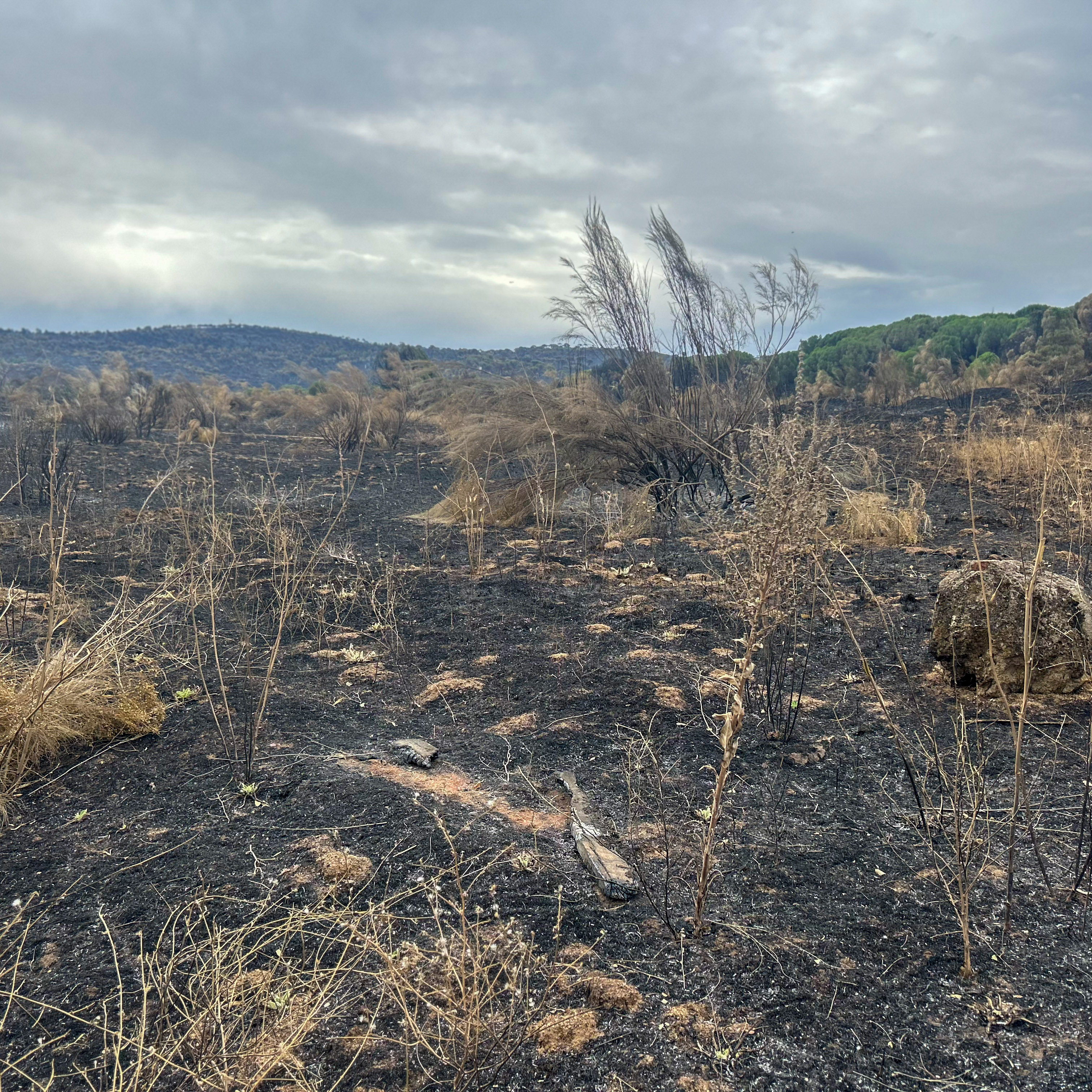 Hora 14 Fin de Semana | Preocupación en el sector ganadero por el aumento de costes tras la quema de pastos por los incendios: "Hay que echar de comer el 100% con suplementos" episode artwork