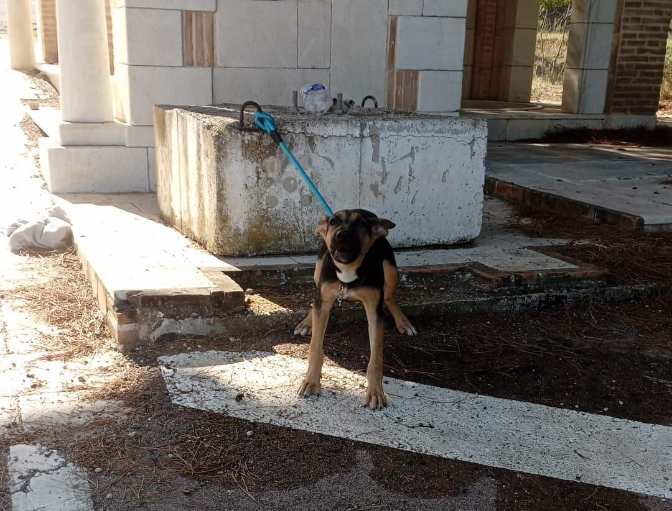 La Protectora de Animales de La Rioja alerta de que el abandono "va a más" episode artwork