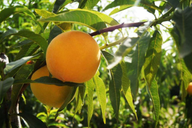 La fruta de hueso afronta una campaña de buena calidad pero marcada por la falta de agricultores episode artwork