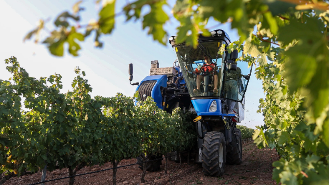 Asaja denuncia que hay viticultores sin bodega que les compre las uvas esta vendimia