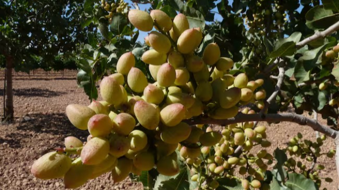 El campo en la SER | El campo encara las campañas de almendra y pistacho episode artwork