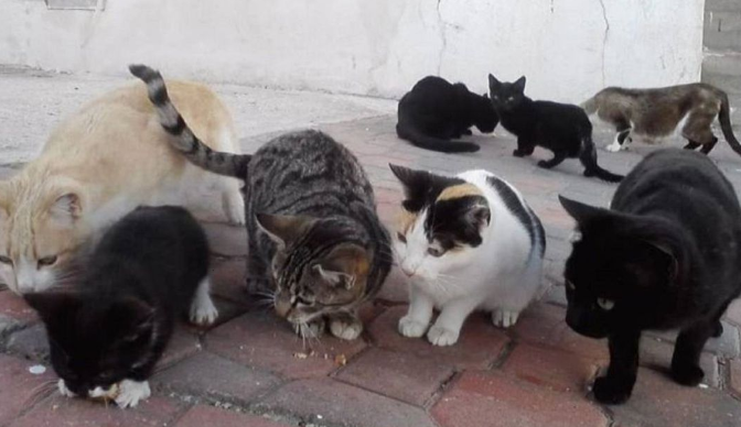 Convocan una manifestación en Lanzarote para exigir que los ayuntamientos cumplan la ley de bienestar animal episode artwork