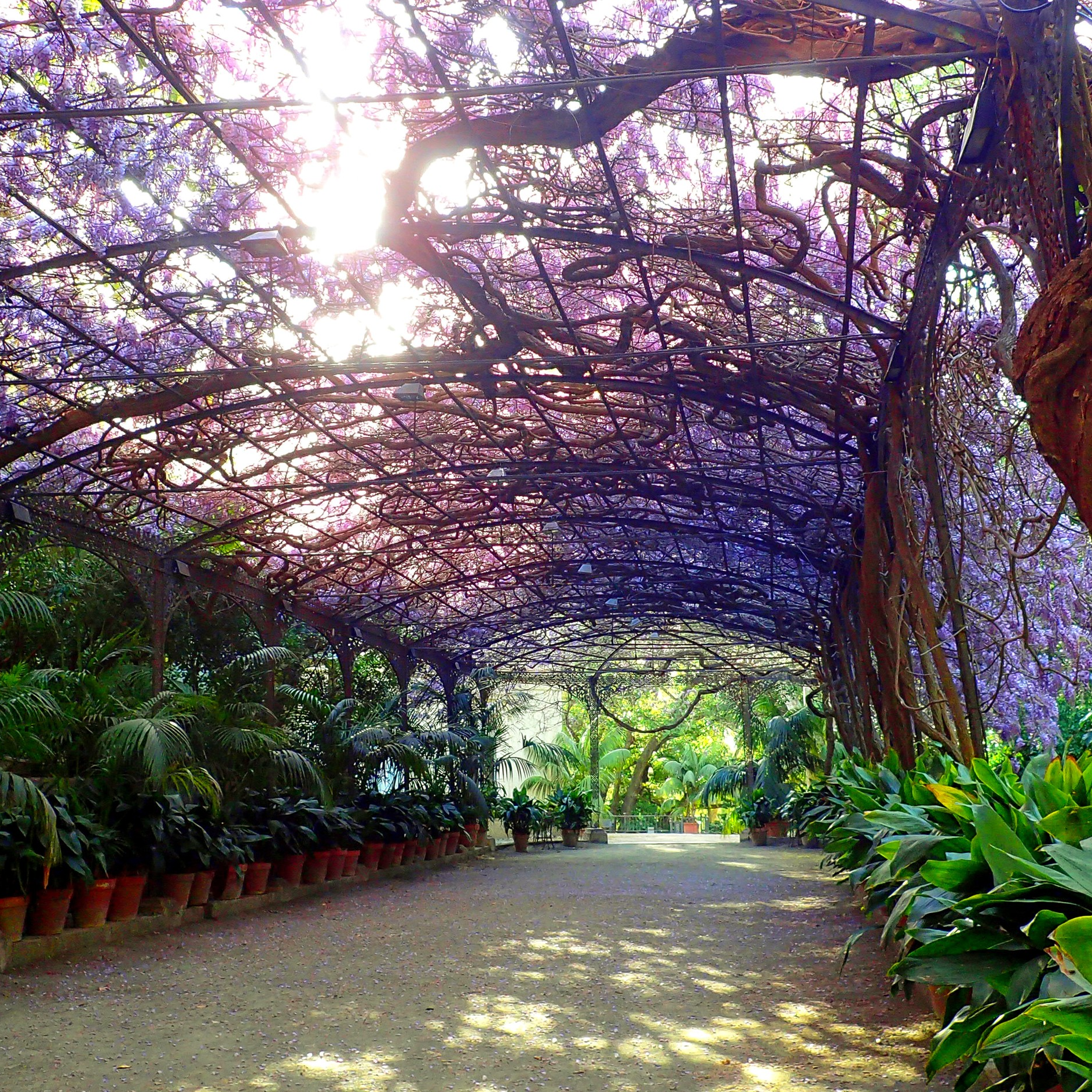 Meterse en un jardín | Cómo nace y crece un jardín