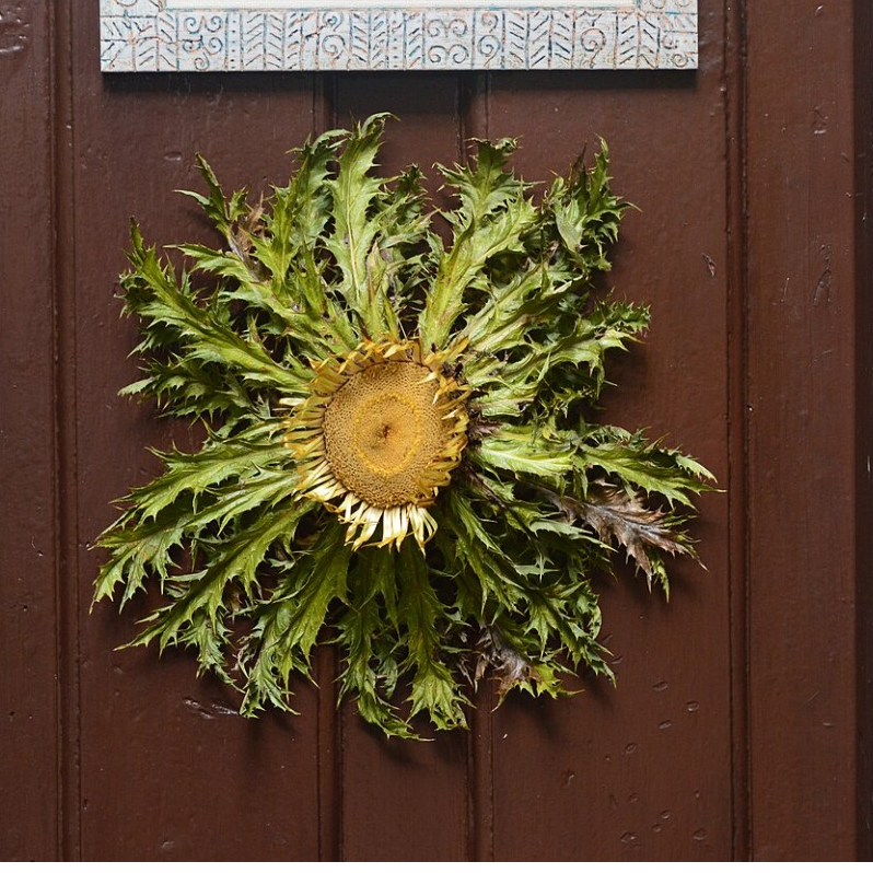 Meterse en un jardín | La etnobotánica: qué sabemos de las plantas y cómo las usamos episode artwork