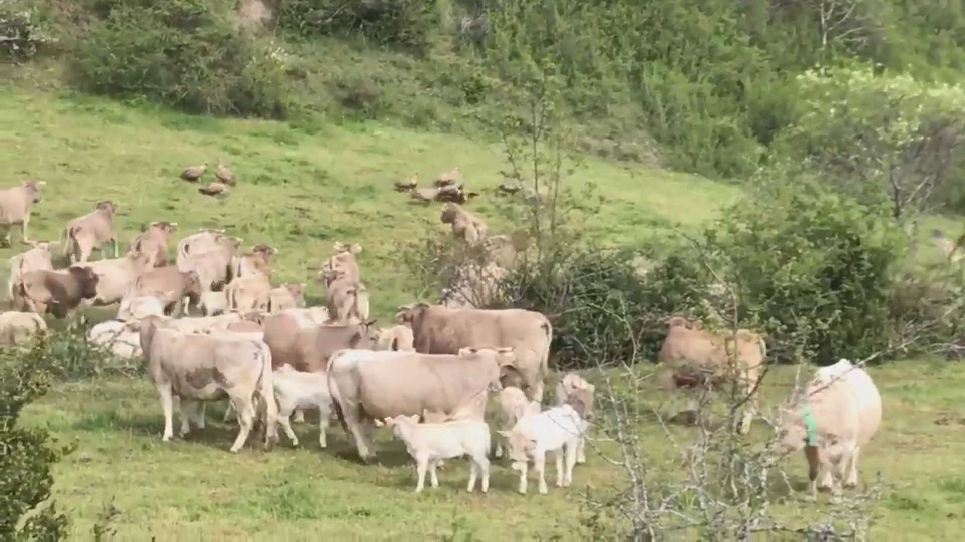 las vacas defienden su territorio ante los buiores