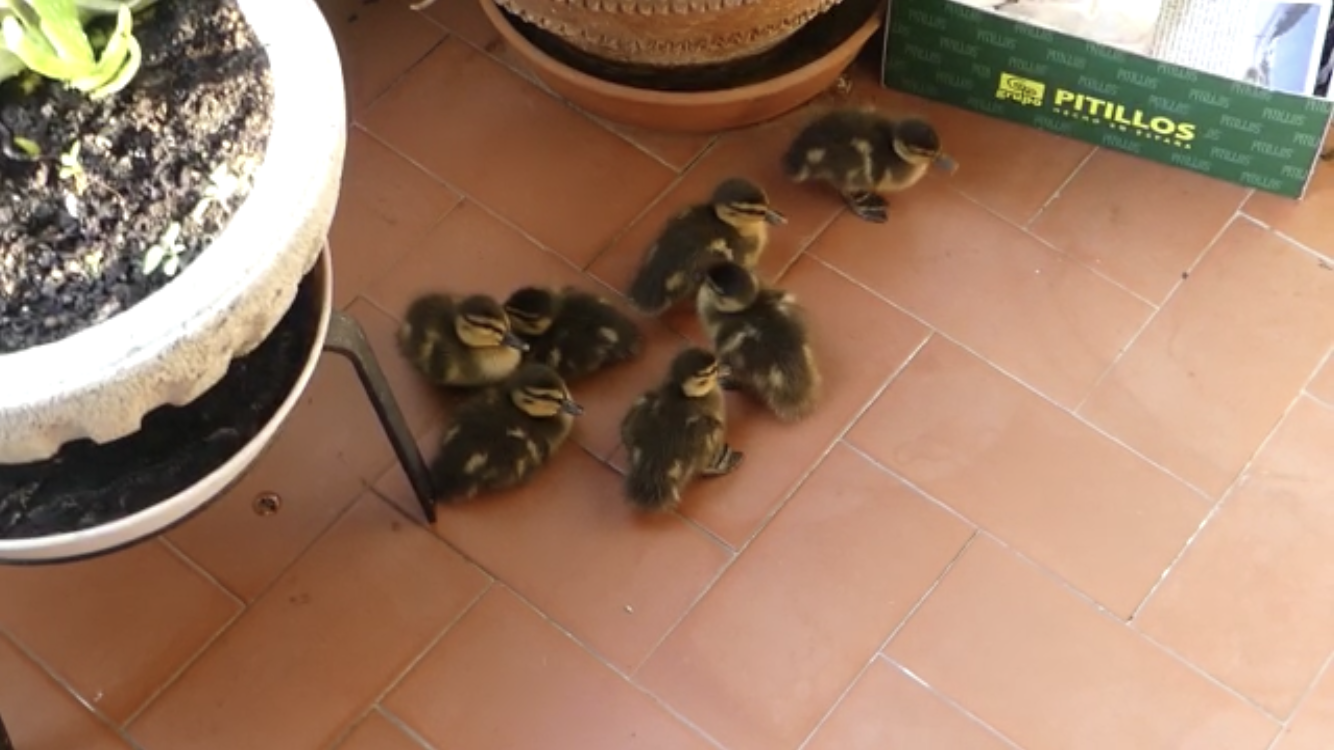 Las crías de pato que nacieron en un balcón, al estanque del parque