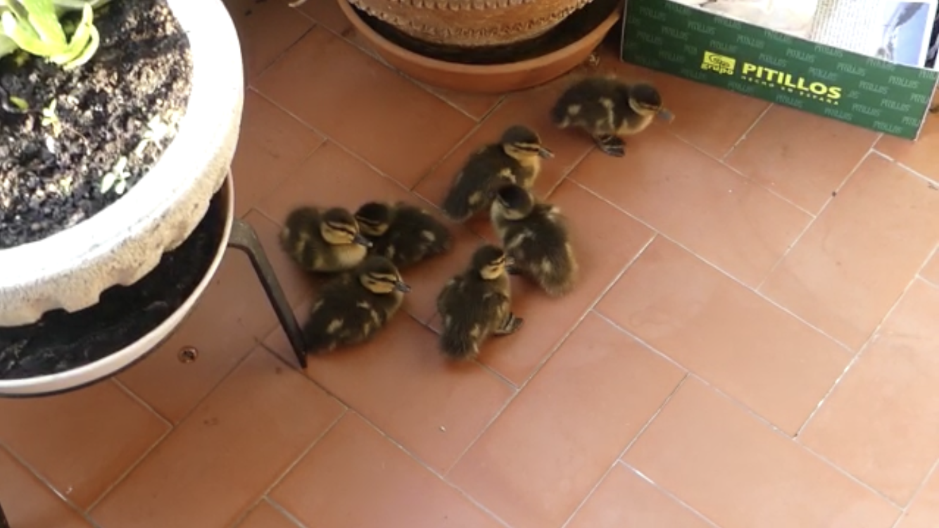 Las crías de pato que nacieron en un balcón, al estanque del parque