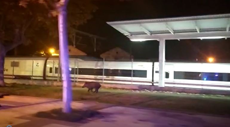 Un jabalí recorre a la carrera la calle Zaragoza de Huesca