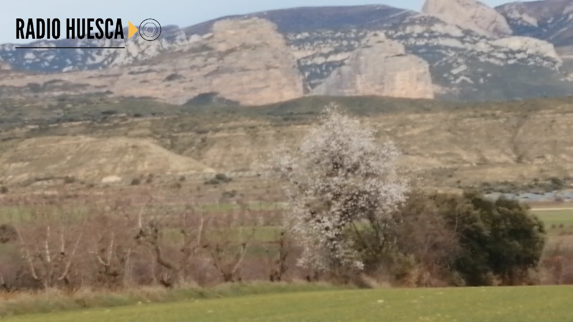 almendros dos florecidos en febrero